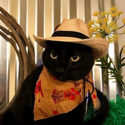 cjc_forz's profile picture. 😴😴😴