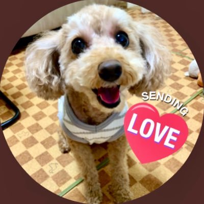 momo_the_dog Profile Picture