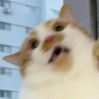 笨蛋小狗 (@mut_y9) 's Twitter Profile