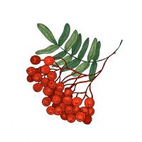 Rowan (@rowansci) 's Twitter Profile