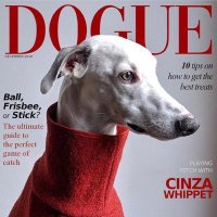 DOGUE (@dogue75010457) 's Twitter Profile