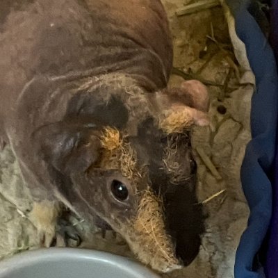 My name is Penny. I am an Abyssinian guinea pig. I will be sharing this Twitter account with  my side piggy Poppy.  I think she is an American guinea pig.