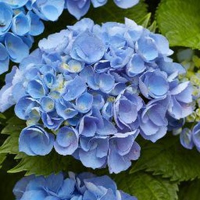 freshspring6's profile picture. 