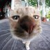 Cats Being Funny Little Fellas ๐ (@catsbeingfellas) Twitter profile photo Cats Being Funny Little Fellas ๐ (@catsbeingfellas) Twitter profile photo