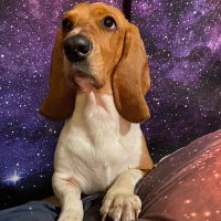 Maggie May the Basset on the Border.(@ItmJojo33) 's Twitter Profile Photo