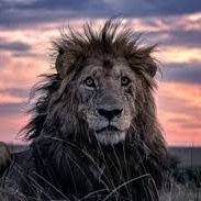 Kaiser de Narnia (@kaiser_narnia) 's Twitter Profile Photo Kaiser de Narnia (@kaiser_narnia) 's Twitter Profile Photo
