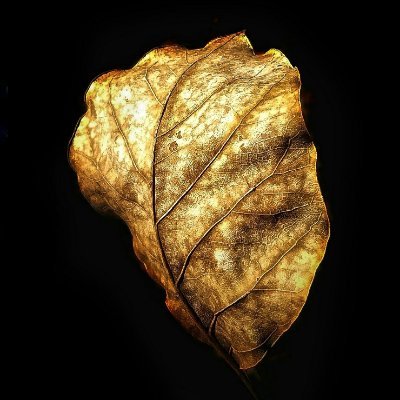 CinisSoul's profile picture. 