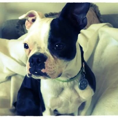 SorryBlackBryan's profile picture. Old Dad. Tired. MK when I'm not.