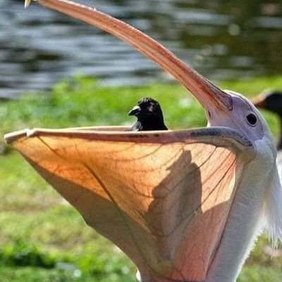 _DanDLion_'s profile picture. 