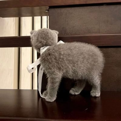 Capricorn