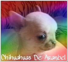 Amantes de los perros y sobre todo de la raza chihuahua. Cria seleccionada de esta raza y sementales disponibles para montas.
