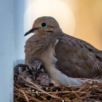 KritterKeeper (@keeperkritter) 's Twitter Profile