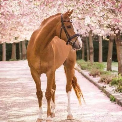 ajhejojo's profile picture. 读书，健身，投资，帮朋友，陪家人，BNC同学有关必回