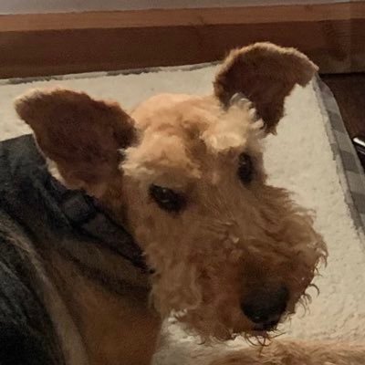 SiFiduciamKouns's profile picture. 