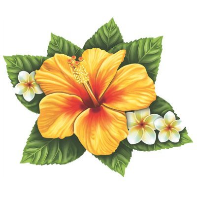 Hibiscus8923's profile picture. 