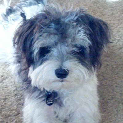 SpicklerEs50797's profile picture. 