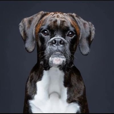 👉 Welcome to @boxer_doglovers
🐕 We share daily #Boxer Contents 
🐾 Follow us if you really love boxer