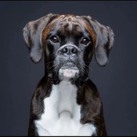 Boxer Dog Lovers(@boxer_doglovers) 's Twitter Profile Photo