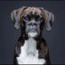 Boxer Dog Lovers (@boxer_doglovers) Twitter profile photo