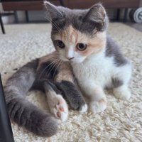 えま🐾はちわれマンチカン (@emmatan413) 's Twitter Profile Photo