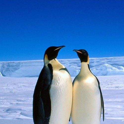 ntmshafraz's profile picture. @ntmshafraz: U may deserve something but ur heart tells something different.