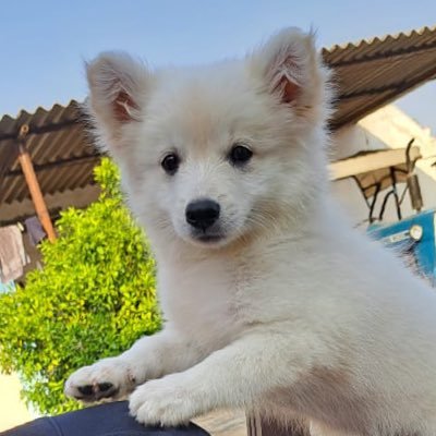 NirlepKaur61000's profile picture. 