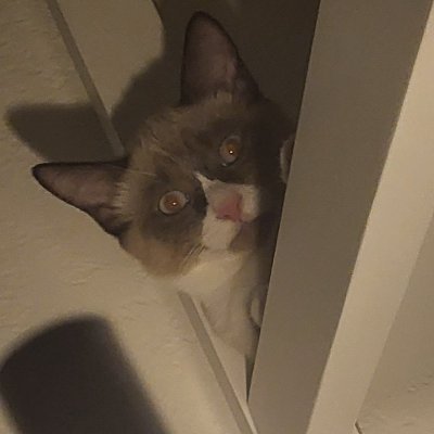 beepboopintrina's profile picture. Space cats and litter