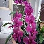 JdwrxERICA's profile picture. gertrudevondee