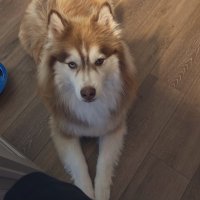 Tobyyy (@tobsterr232) 's Twitter Profile