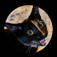 DorothyEMERALDS_OFFICIAL (@dorothyem_) 's Twitter Profile