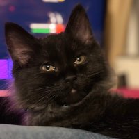 Tylini 🍻 (@tylinithefake) 's Twitter Profile