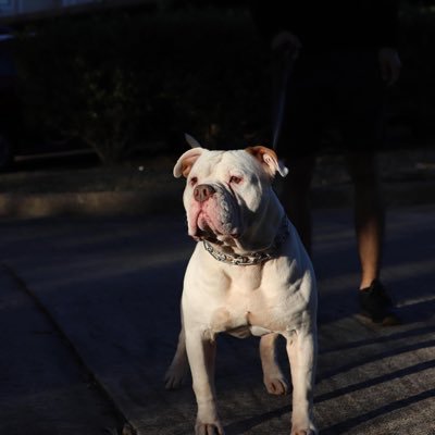 EddieWoopass's profile picture. 