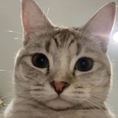 V𝓸𝓸 🐟🐾🐟さんのプロフィール画像