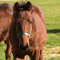 馬のいる景色 メタセコイアと馬の森」は、メタセコイア並木のすぐそばで馬との