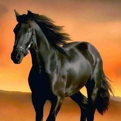 bT92AcCSmR73350's profile picture. 飼い犬に噛みつかれたい飼い主です😭😭😭メスブタには、思い切り噛みつきたいです😋😋😋冗談大好き宜しくお願いします。