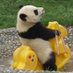 Active Panda (@ActivePandaa) Twitter profile photo