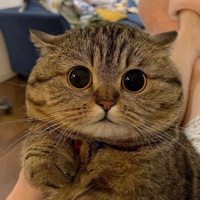 catlife366469's profile picture. Only Cats