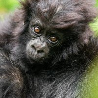 Kwita Izina (@kwitaizina) 's Twitter Profile Photo Kwita Izina (@kwitaizina) 's Twitter Profile Photo