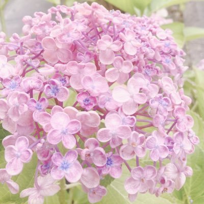 花＊山野草＊空＊散歩＊自然＊動物＊日常にあふれるもの＊何気ないことをのんびり気ままにスマホで下手なりに撮影して楽しんでいます＊皆様の素敵な写真に癒されています＊備忘録＊無言フォロー失礼いたします