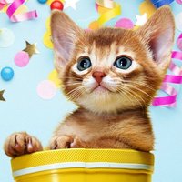 ミミー♪わくわくとほっこり探す猫 (@mimmythebest) 's Twitter Profile