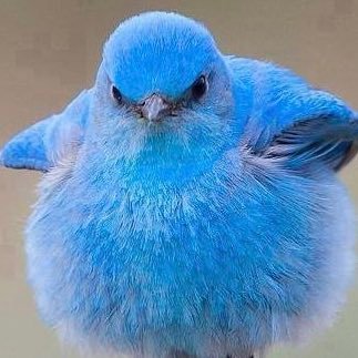 Identifying as a Blue Bird. Tweet, Tweet. I like what I like and I follow who I follow. I’m not asking for your approval.