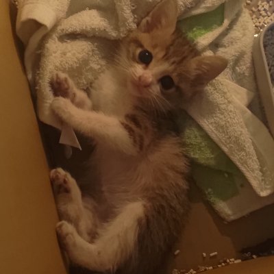 _crotchet's profile picture. 2022/12/1 - start of my drawing journey
en/中文