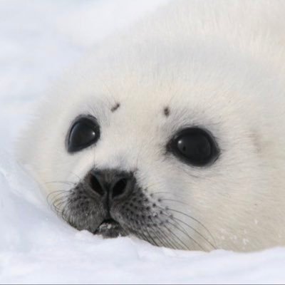 marugoma123's profile picture. 