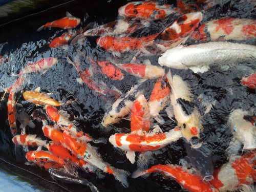 883_maruko's profile picture. 