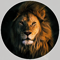 獅子座 (Leo) (@shishiza777) 's Twitter Profile