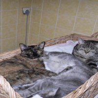 tiaxblutaxt (@tiaxblutaxt) 's Twitter Profile