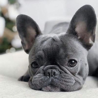 Welcome to the #frenchie Lovers page!✌ Follow us for smile☺ This page is dedicated for all #frenchie Owners and Lovers