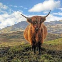 Scottish Banter (@scottishbants2) 's Twitter Profile Photo Scottish Banter (@scottishbants2) 's Twitter Profile Photo