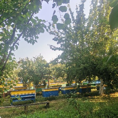 In the heart of Romania, our honey is the gold of authenticity. Pure passion in every drop. #MoldovaHoney #RomanianGold #BuyAuthentic #TasteTradition #NaturalHe