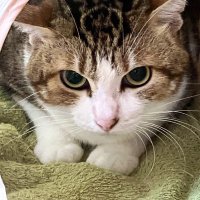 きりゆー (@kiriyoutama) 's Twitter Profile